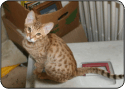 Chocolate Ocicat Kitten on Kennel Cab from Blackwater Ocicats in Marshville, North Carolina